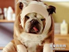 狗狗受傷了怎么處理傷口 狗狗各種受傷情況分析
