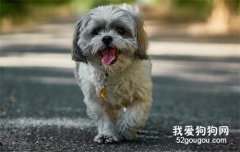 狗狗什么季節換毛 狗狗換毛護理方法