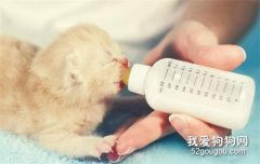 怎么挑選幼犬 所有幼犬都可參考這篇文章