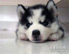 哈士奇幼犬怎么選?