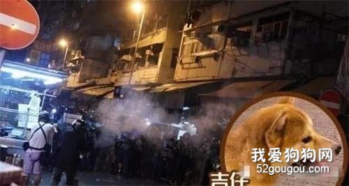 女子怒懟港獨，狗狗吸入催淚彈：它們有什么錯？