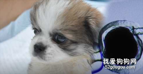 花38萬元就能讓愛犬“死而復生”，但還是原來的“它”嗎？