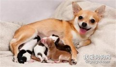 產后狗狗洗澡注意什么？