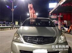 二哈霸占女子的車頂不肯走，警察趕到后，它竟然坐得更穩了！