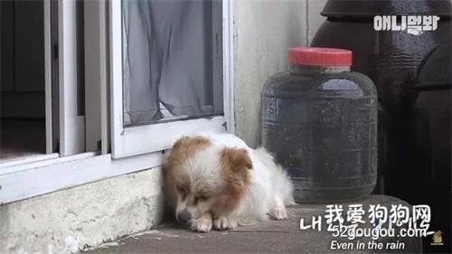 狗狗每天以淚洗面，在餐館門口等主人，卻意外等到另一份緣分