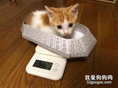 主人擔心流浪小貓寂寞，給它個玩偶作伴，回來看見超可愛畫面