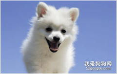 狗眼睛流青色粘狀眼屎 結膜炎要重視