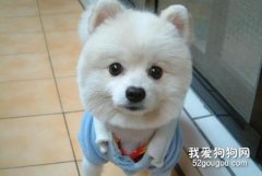 狗狗得蠕形螨怎么治療?