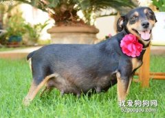 狗狗子宮蓄膿的病因及治療要點