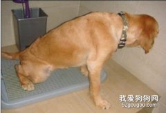 狗廁所放在什么位置好?