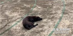 流浪狗求收養被拒，沒想到第二天叼來一千元！