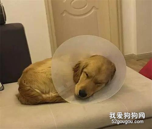 忠心金毛被偷走后，吃石頭充饑只為回家……