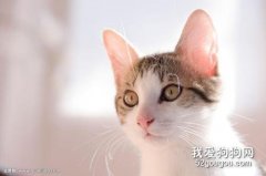 貓咪耳螨怎么治 判斷貓咪得了耳螨的方法