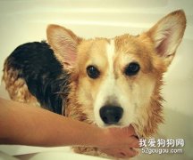 狗狗球蟲病癥狀及治療