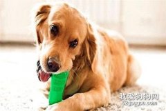 小狗磨牙用什么 除了磨牙棒還有這些選擇