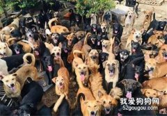 網友沒帶鑰匙翻墻回家，結果一翻上墻，底下狗狗的反應讓他好意外！