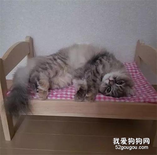 主人以為貓咪生病了，趕快帶去看醫生，結果現實讓她好奔潰！