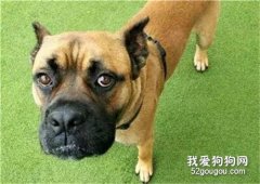 狗狗因不夠“霸氣”被拋棄，遇新友后打開心結