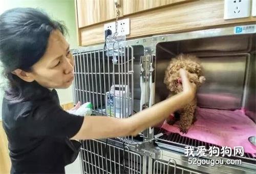 主人帶狗狗洗牙，結果狗一出來牙都沒了，這到底是洗牙還是拔牙？