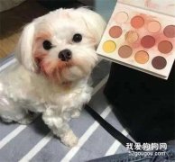 心臟不好的女生，不要養狗！