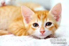 猫咪尿结石的症状表现和预防手段
