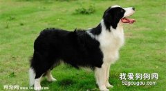 邊牧最佳的訓練時間是什么時候？