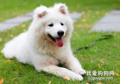 怎樣訓練薩摩耶聽話?