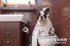 法斗怎么訓練大小便？
