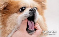 老年狗狗口臭怎么治療?