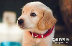 狗狗挑食怎么辦 主人要知道這幾招