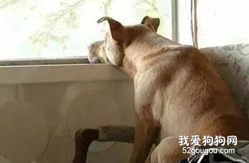 狗是怎樣理解離別的？