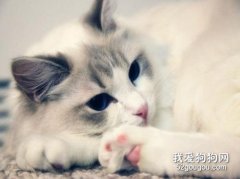 貓有腹水就是傳腹嗎?
