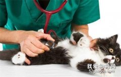 小貓咪得腎衰是什么原因?