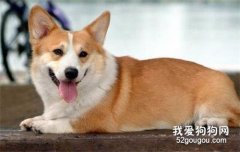 狗為什么突然能擠出奶 狗狗假懷孕要引起關注