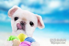 狗為什么不能吃冰激凌?