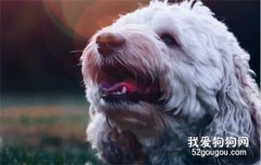 如何改善狗狗淚痕 這幾點主人趕緊學學