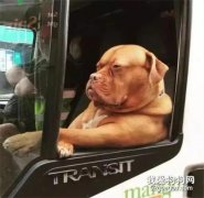 老司機在車上養了十只狗，每天長途跋涉，累了就擼狗放松！