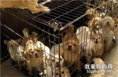 無良狗場肆意繁殖，犬只被圈養起來自生自滅…