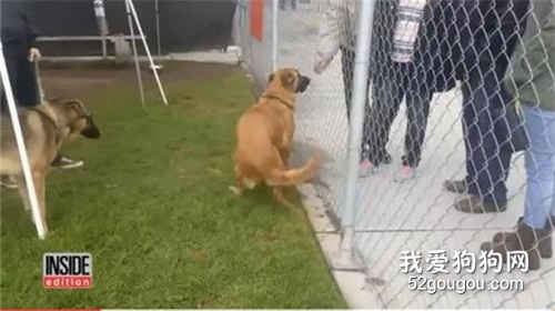 這13種人，真的不配養狗！