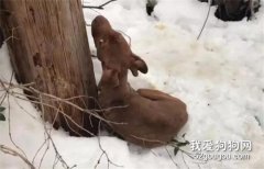狗狗被主人遺棄，蜷縮在雪地上向路人呼救，幸運遇上了她…