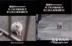 這只死纏爛打的貓終于得逞被逼收養