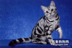 美國短毛貓性格怎么樣?