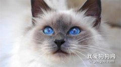 伯曼貓性格如何?
