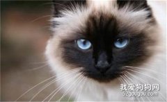 伯曼貓和暹羅貓的區別是什么?