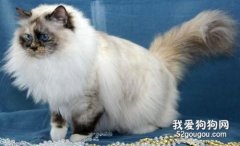 伯曼貓和布偶貓的區別是什么?