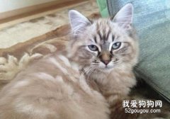 拉邦貓性格是什么？