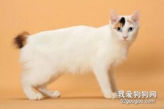 日本短尾猫特征是什么？