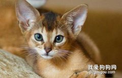 阿比西尼亞貓性格怎樣？