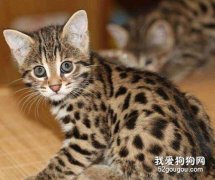 孟加拉豹貓性格怎么樣？
