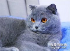 俄羅斯藍貓的特點有哪些？